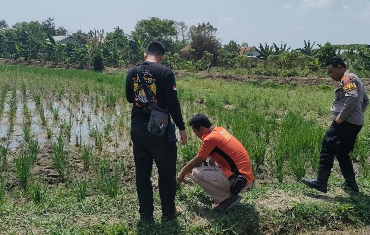 Petani Indramayu Meninggal Kesetrum 'Tikus Berlistrik'