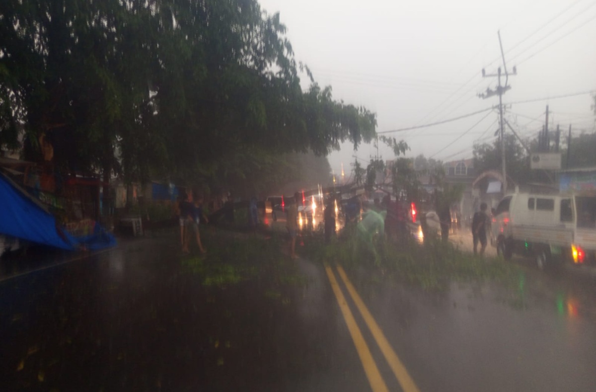 Pohon Angsana Tumbang di Cirebon, Minibus Rusak Parah