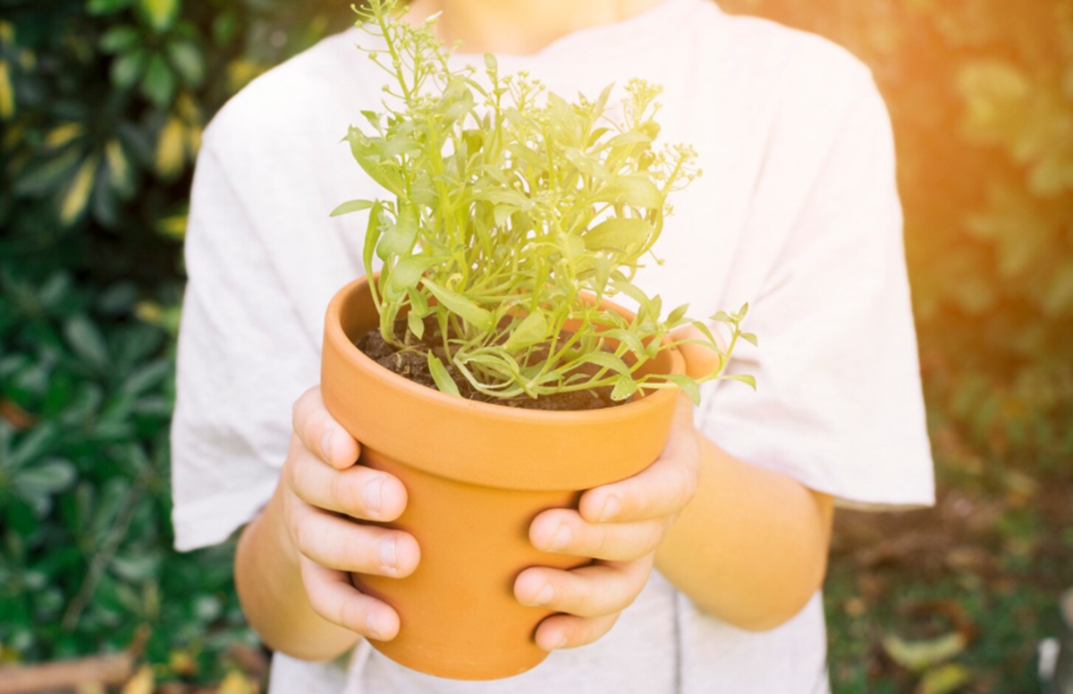 10 Tanaman Pengusir Nyamuk yang Ampuh, Alami, dan Mudah Ditanam di Rumah