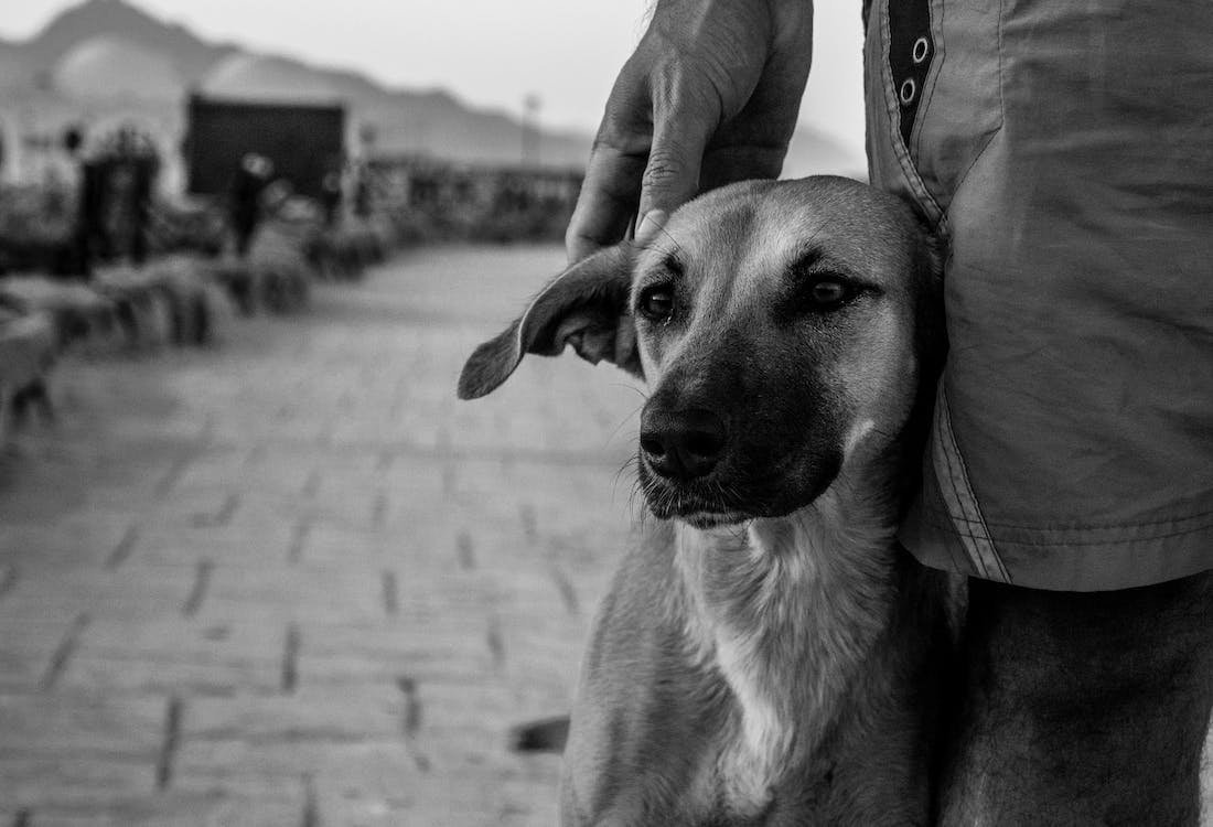 Jawa Barat Pemasok Daging Anjing ke Jakarta dan Jateng: Ada Pengepul di Kuningan, Majalengka dan Indramayu