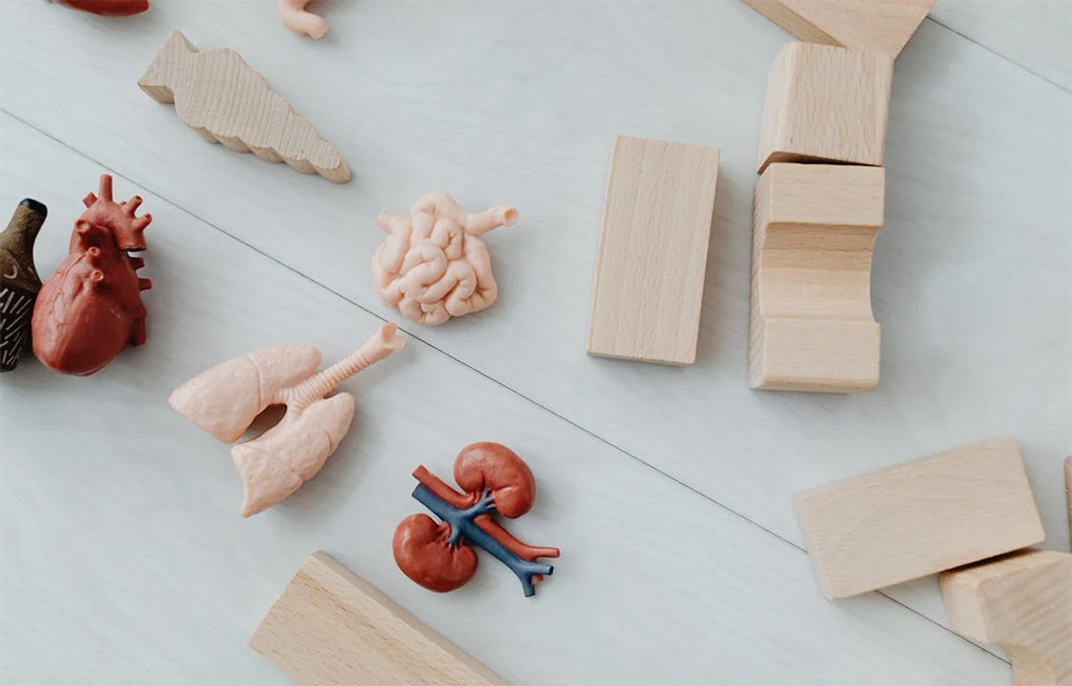 Ini Dia 7 Tanda-Tanda Kerusakan Ginjal, Kenali Sebelum Terlambat