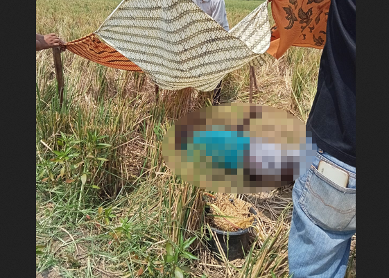 TRAGIS! Warga Indramayu Ditemukan Meninggal di Tengah Sawah, Berikut Ini Identitasnya