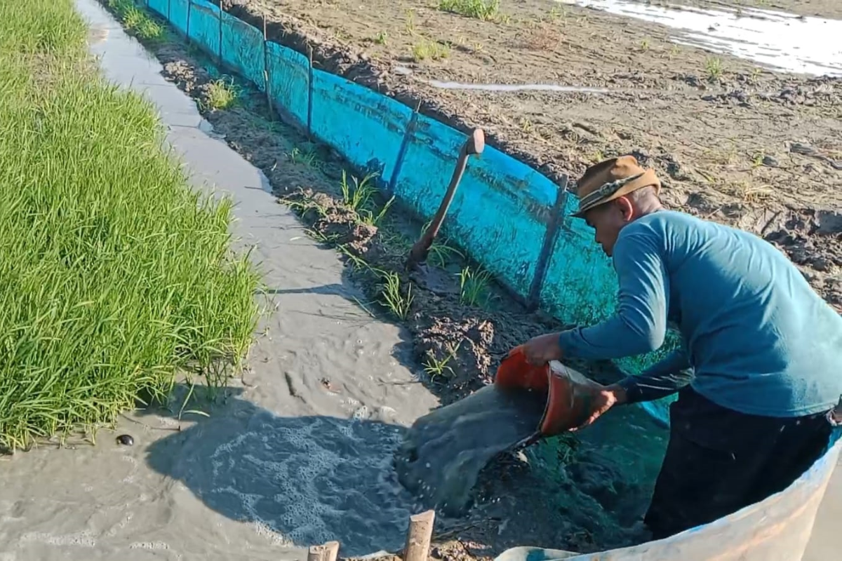 Tak Tidur Demi Dapat Air, Kisah Petani Indramayu Melawan El Nino Godzilla