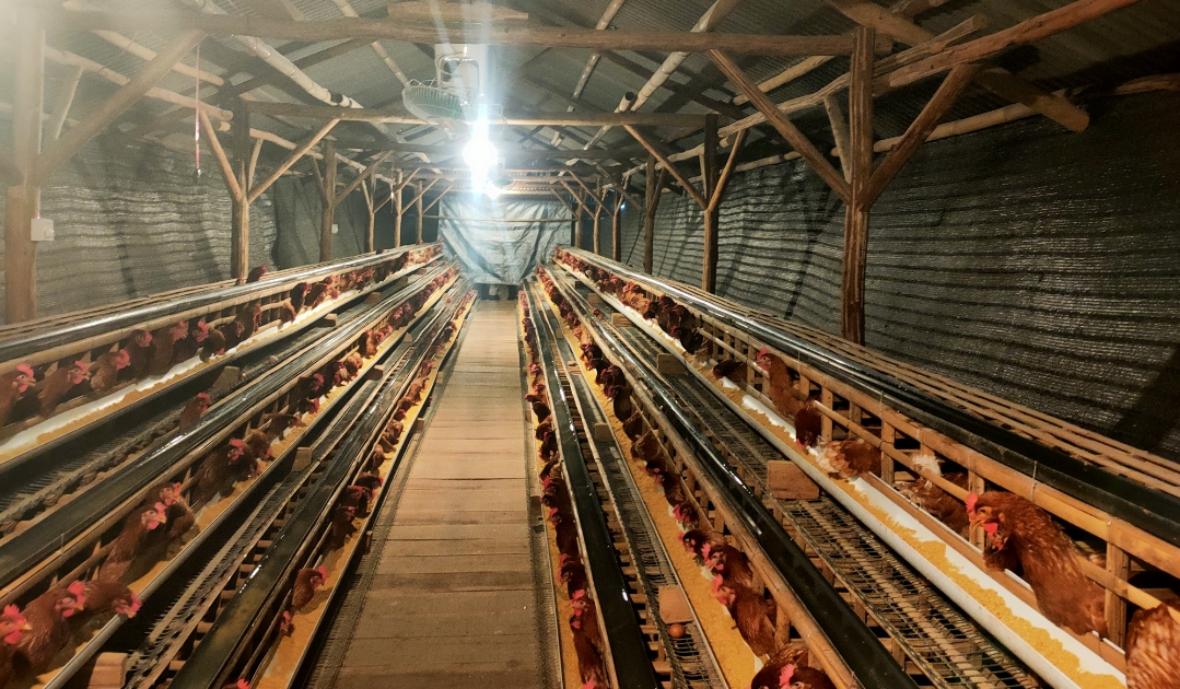 Tak Disangka! Usaha Ayam Petelur BUMDes Lemahabang Tembus Ratusan Butir per Hari!