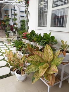 Letakkan di Depan Rumah, Ini 5 Tanaman Hias Pembawa Keberuntungan Menurut Feng Shui
