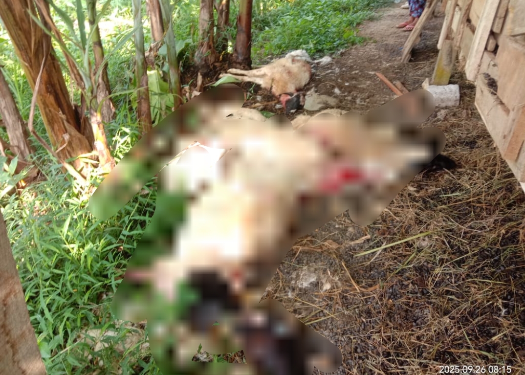 Ngeri! Serangan Predator Sebabkan 6 Ekor Kambing Milik Peternak Kuningan Mati