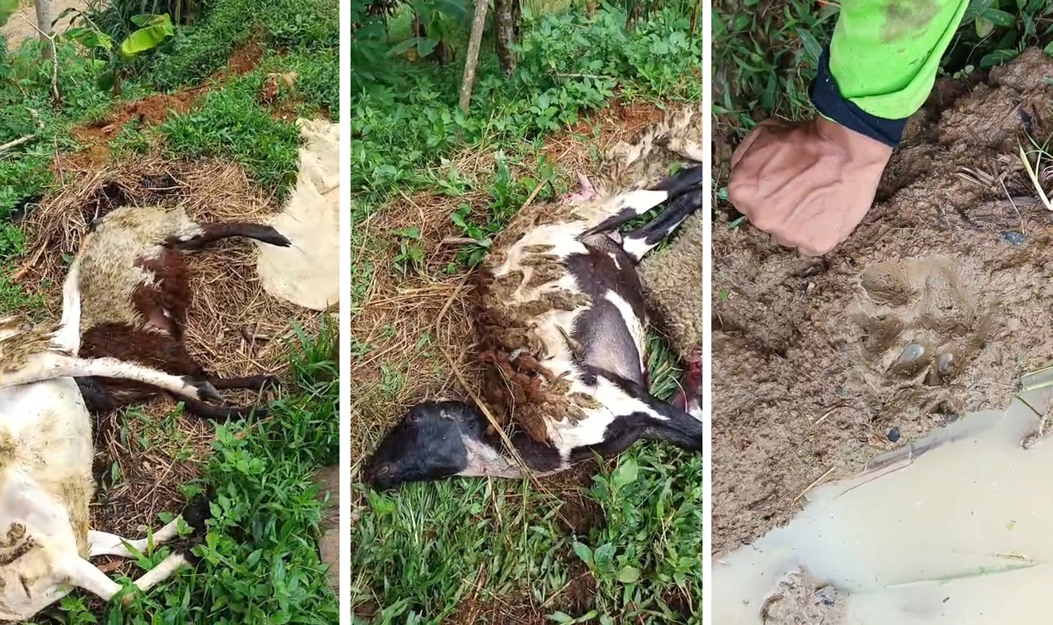 Belum Genap Satu Bulan, Kembali Hewan Buas Serang Ternak Warga di Kuningan