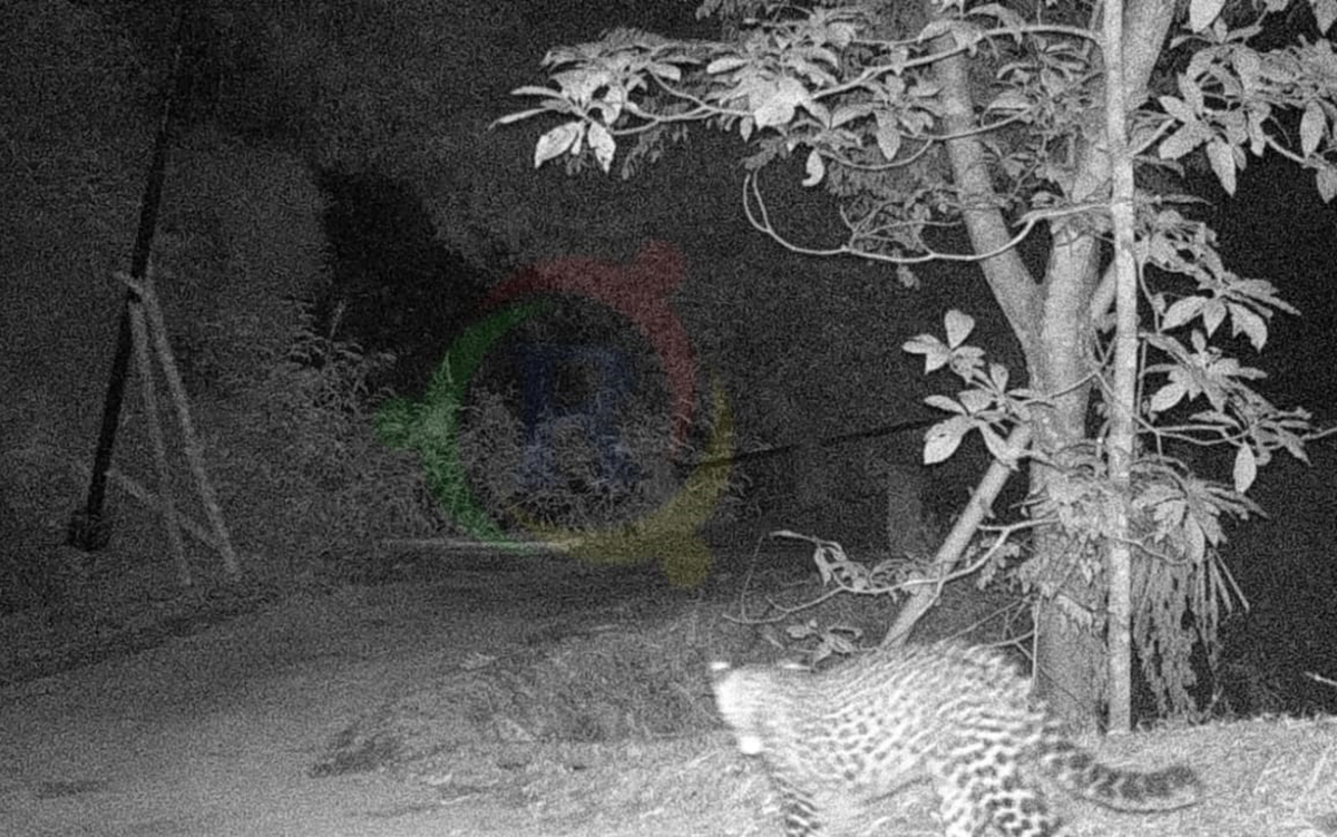 Pergerakan Macan Tutul Tertangkap Kamera Trap, Pemkab Kuningan Ajukan Penangkapan
