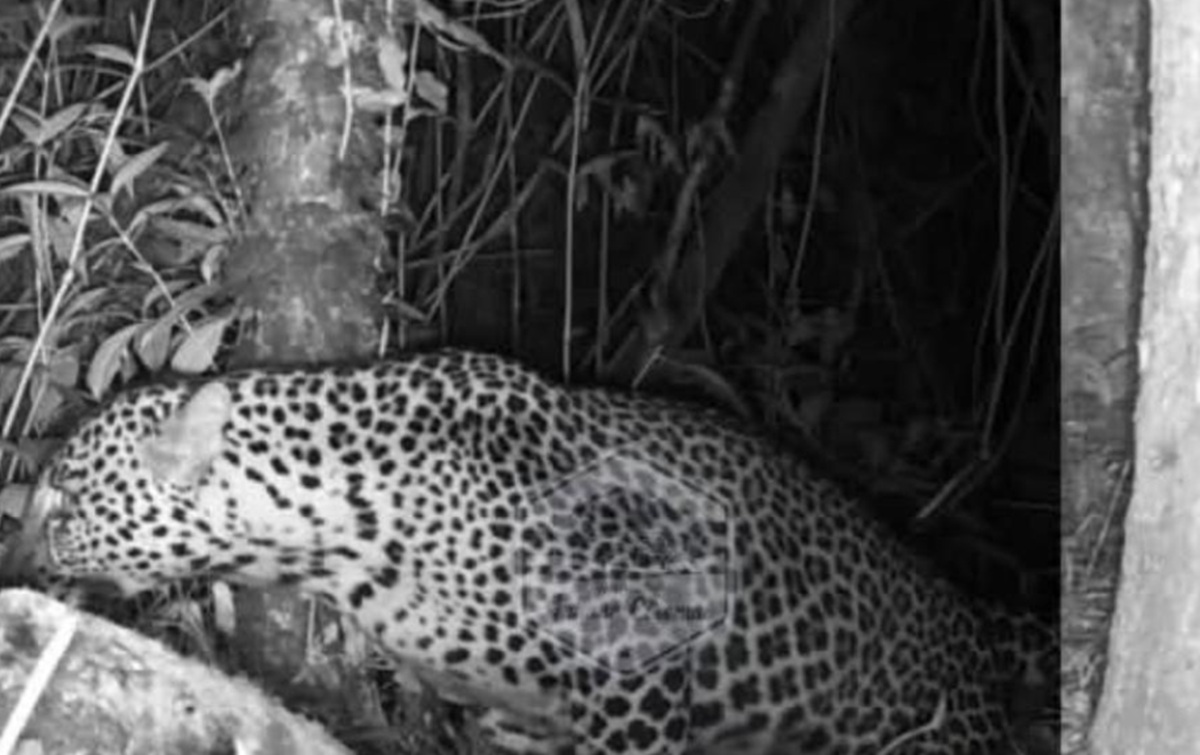 Benarkan dari Daerah Ini Macan Tutul Kuningan Muncul Kemudian Meneror Warga Cimenga