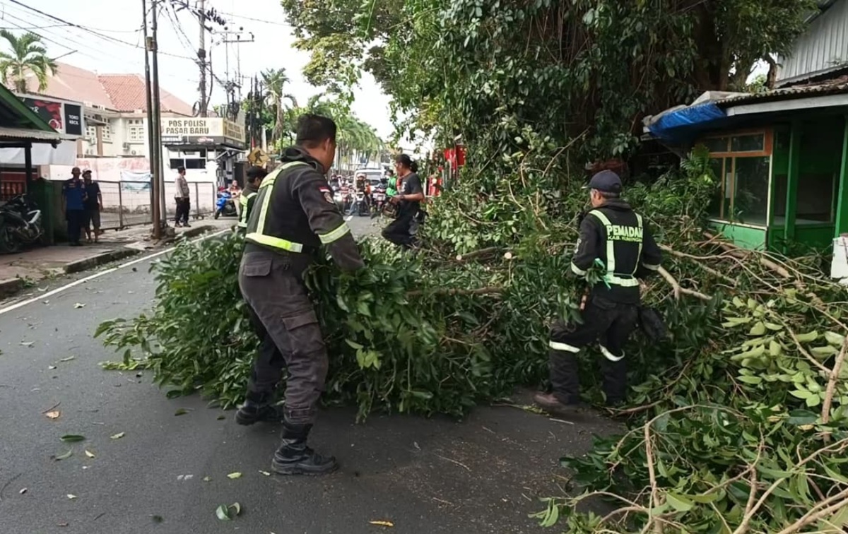 Pohon Bunut Berusia Puluhan Tahun di Kuningan Ditebang Damkar