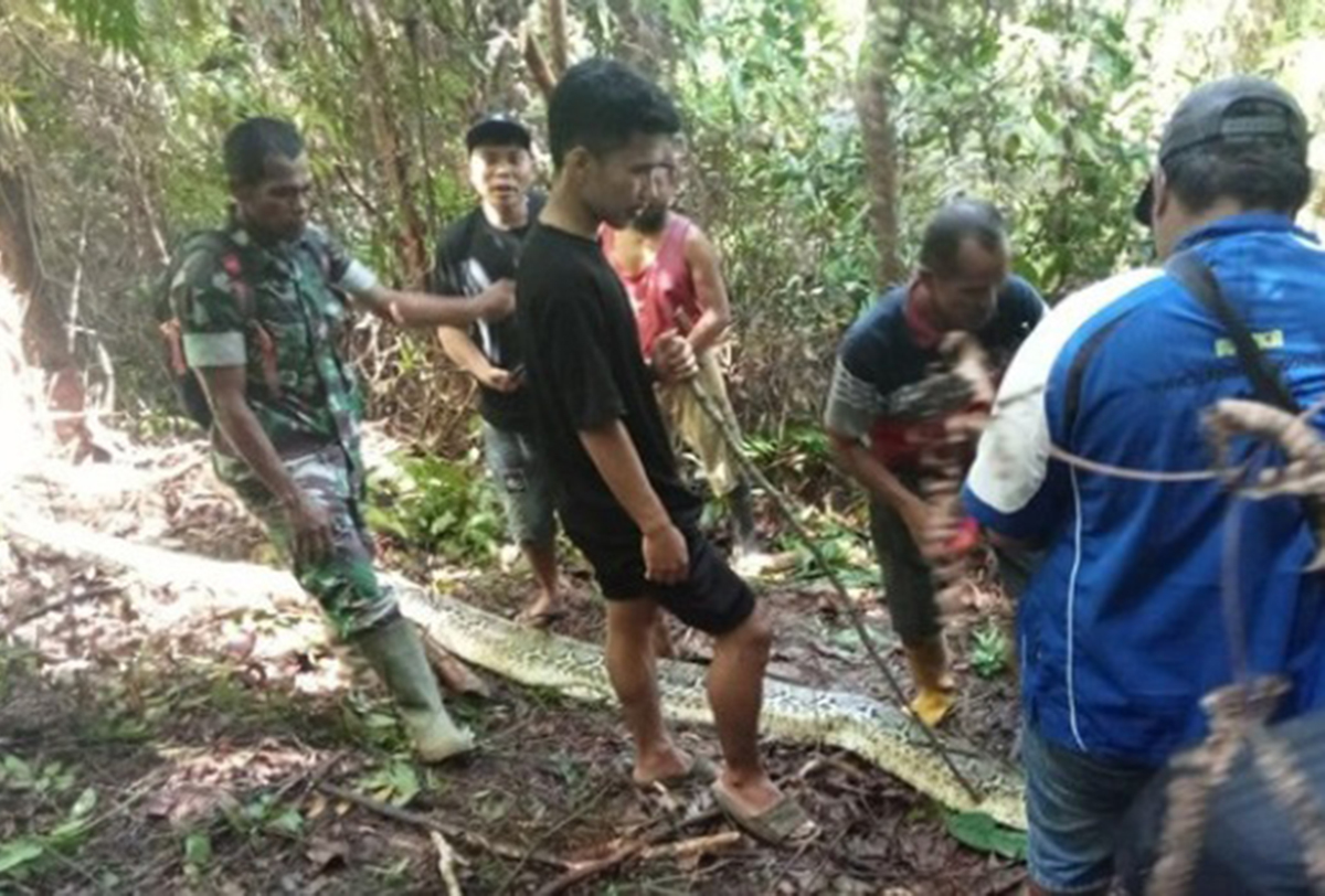 Kembali Terjadi, Ular Piton Mangsa Manusia