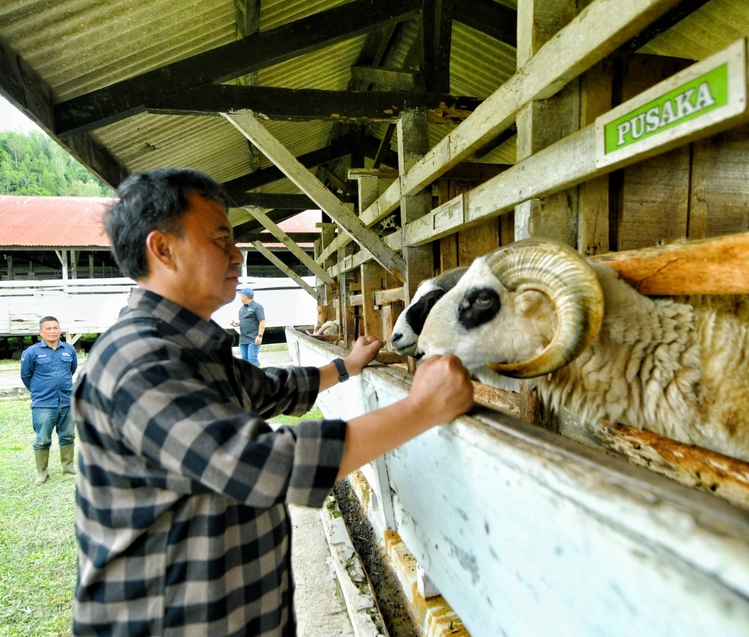 Komitmen Dukung Program Ketahanan Pangan, Jabar Tingkatkan Pembibitan Domba Garut