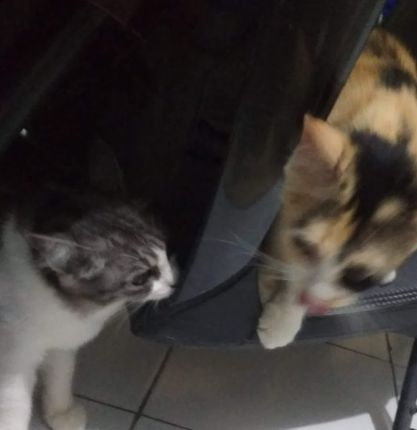 Kucing Liar Tiba-Tiba Nongkrong di Rumah? Ini Alasan Tak Terduga di Baliknya! 