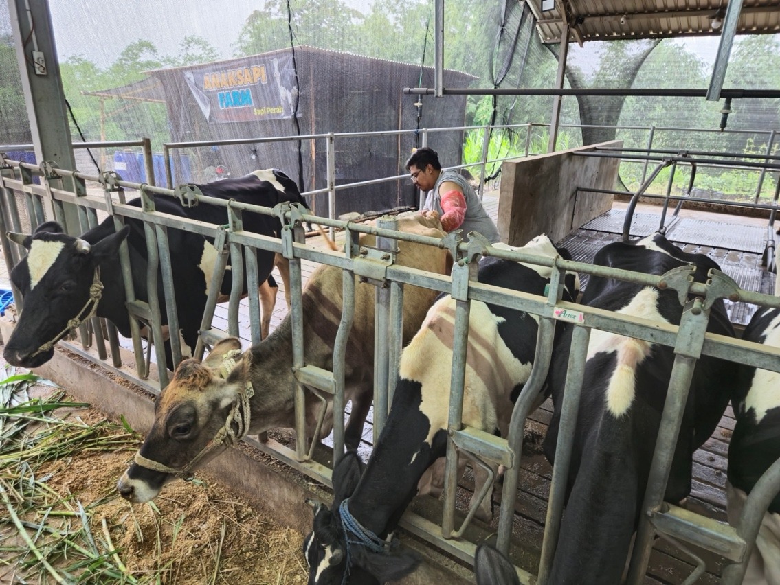 BRI Peduli Tingkatkan Kapasitas Peternak Sapi Perah di Malang Lewat Program Klaster Unggulan
