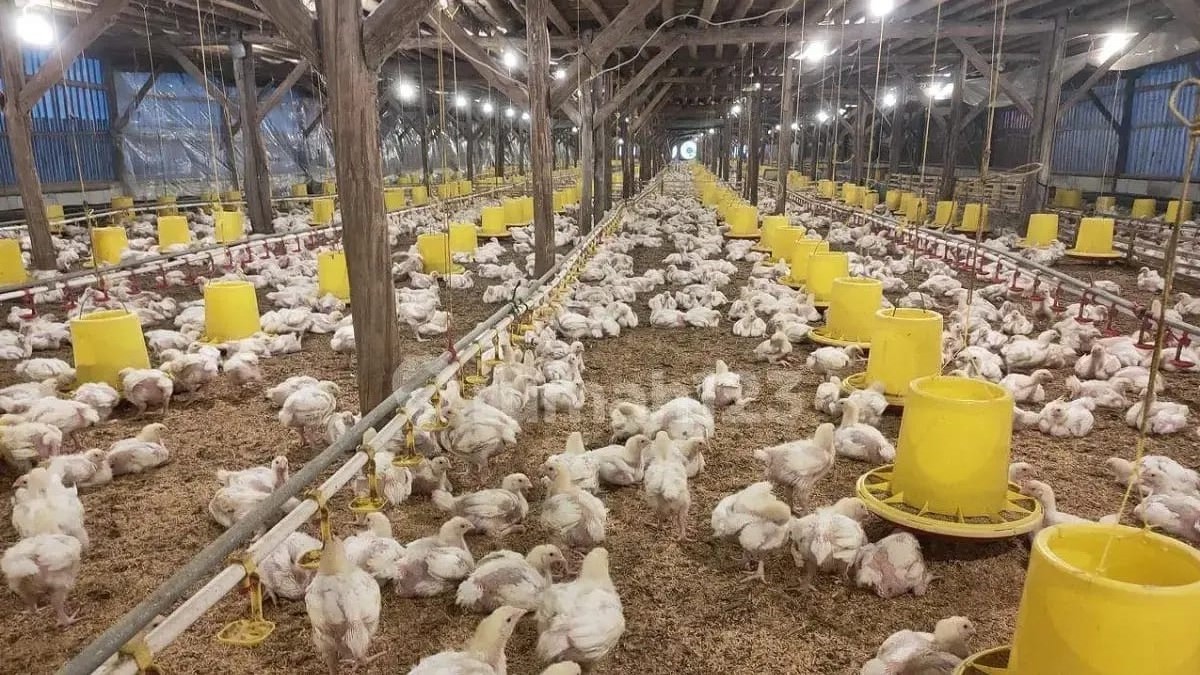 'Mal Kandang Ayam' di Selatan Kota