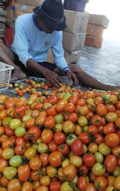 Jangan Simpan 7 Sayur Ini di Kulkas! Simak Pembahasannya Agar Sayuran Tetap Segar