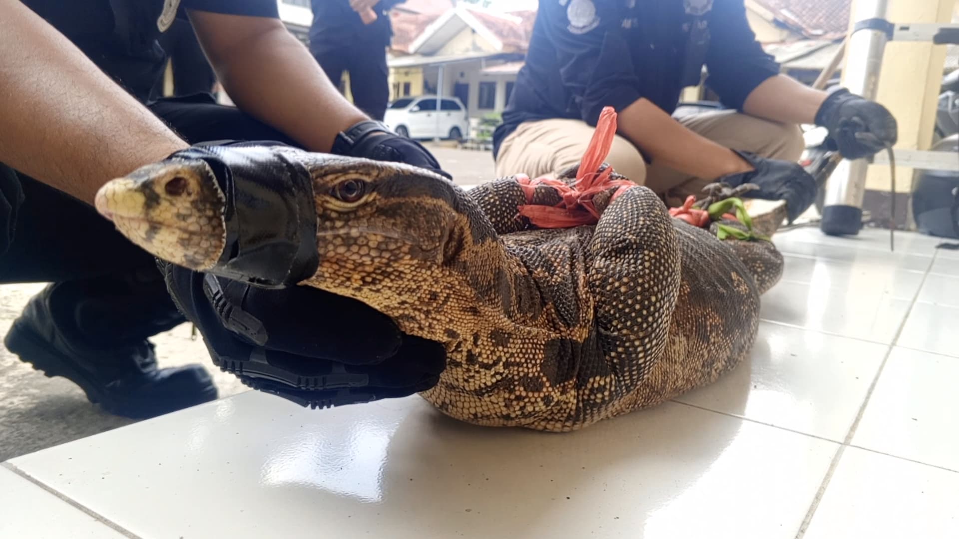 2 Biawak Besar Masuk Rumah Dinas Polres Kuningan, Damkar Datang Lakukan Evakuasi