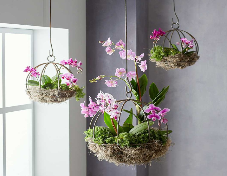 Tak Makan Banyak Ruang, 7 Tanaman Indoor Gantung Minimalis Ini Cocok untuk Ruangan Sempit 