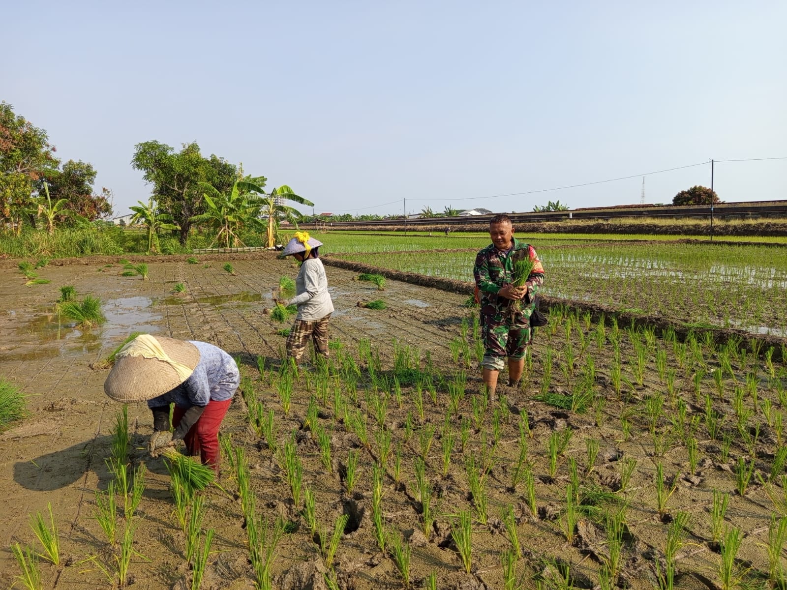 Babinsa Kel. Larangan Turut Tanam Padi Bersama Poktan, Wujud Jalin Keakraban dan Dukung Swasembada Pangan