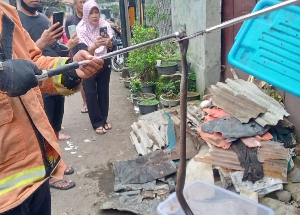 KENA SEMBUR COBRA, Damkar Kota Cirebon Berjuang Evakuasi Ular di Kalijaga