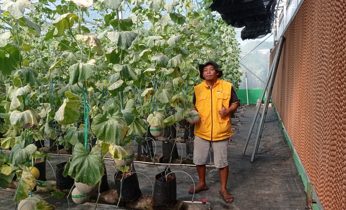 Unit Usaha BumDes Wanayasa, Wisata Petik Melon Menguntungkan Sepanjang Tahun