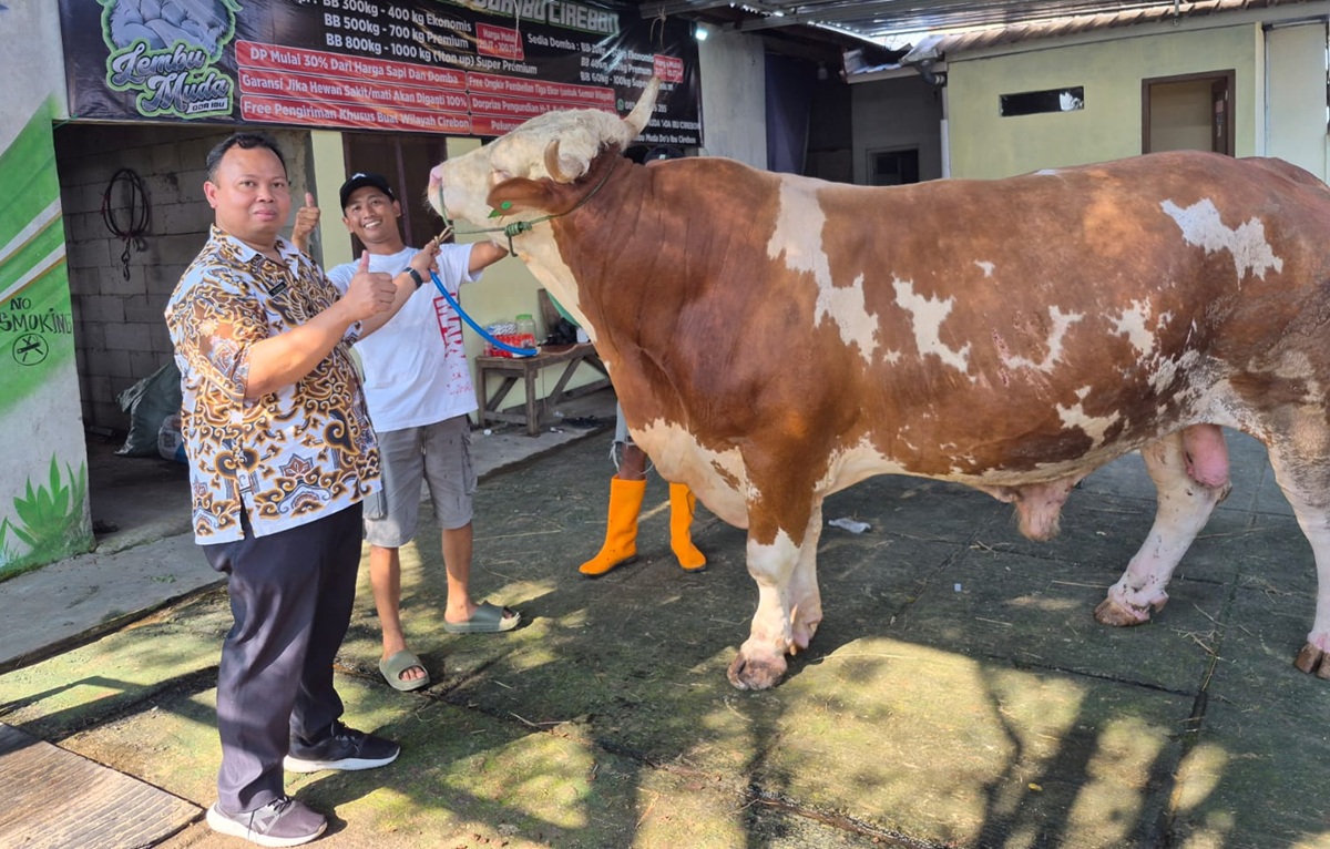 Sapi Kurban Prabowo di Cirebon Tembus 1 Ton, Dipelihara 3 Tahun oleh Peternak Tegalgubug