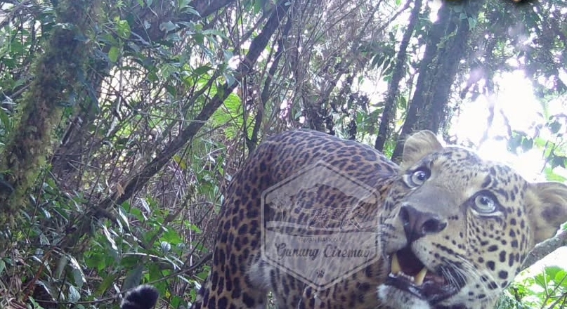 Kondisi Terkini Rasi, Macan Tutul 'Naturalisasi' di Gunung Ciremai