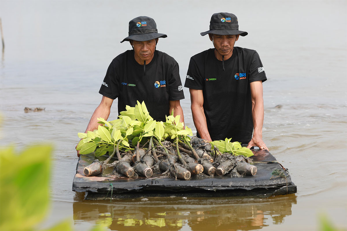 BRI Salurkan Ribuan Bibit Mangrove di Muaragembong, Upaya Nyata Menyelamatkan Lahan Kritis 