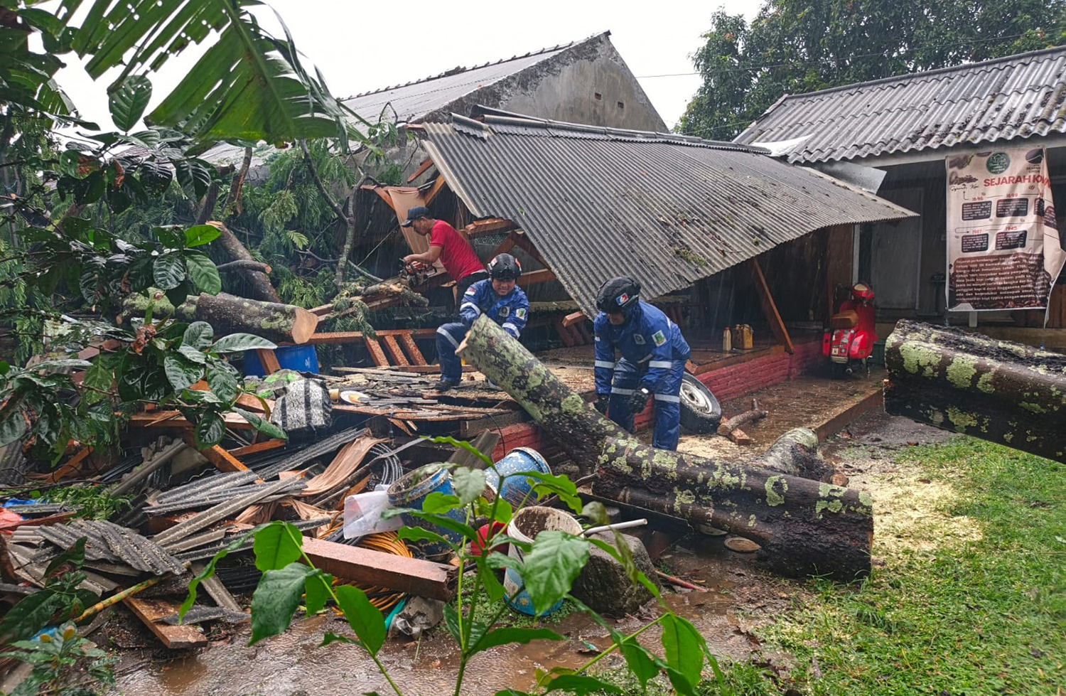 Hujan Disertai Angin, Tiga Pohon Besar Tumbang di Kuningan