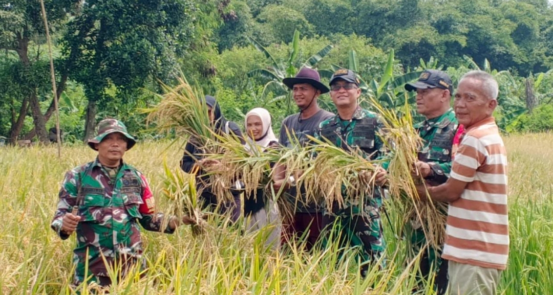 Panen Raya Padi di Kota Cirebon, Upaya TNI, Masyarakat dan Pemkot Dukung Pertanian Berkelanjutan