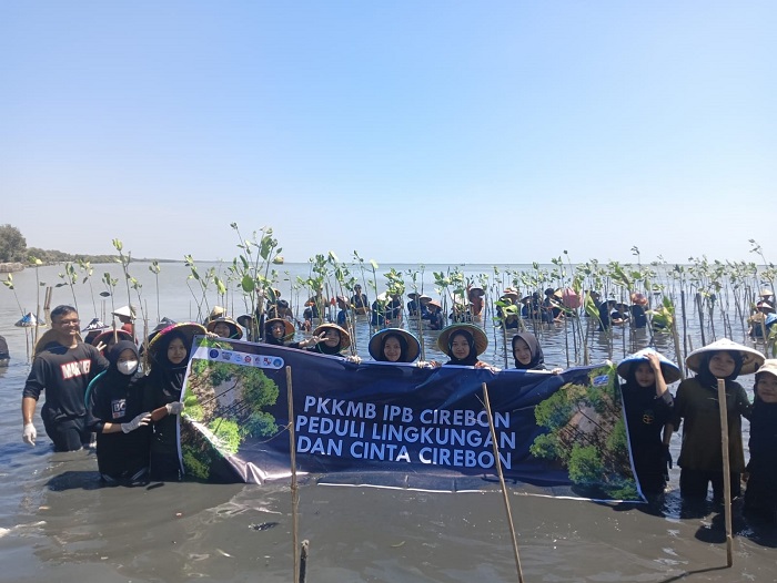 IPB Cirebon Gelar PKKMB dengan Bersih-bersih Pantai dan Tanam Mangrove