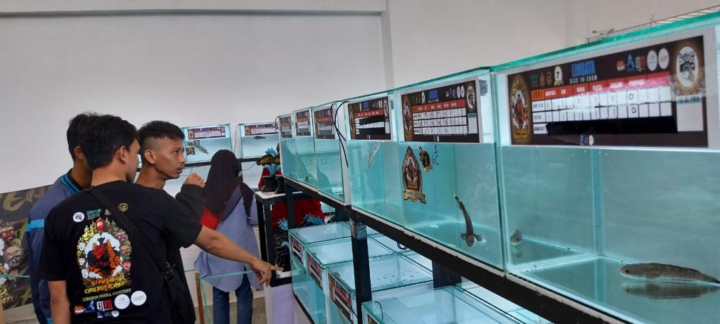 Cirebon Channa Contest, Seni Merawat Ikan Gabus 