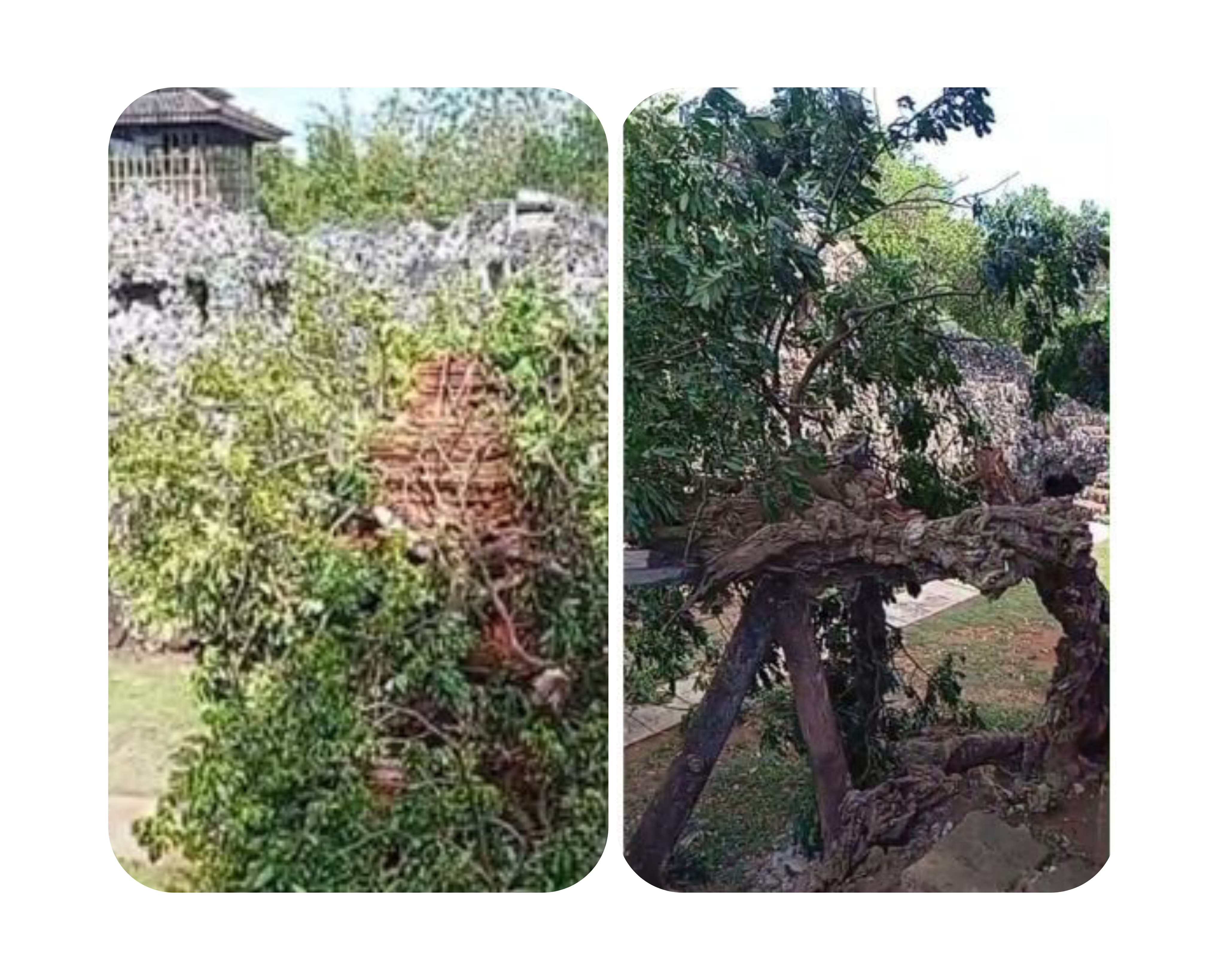 Diterjang Angin, Pohon Kelengkeng Berusia 400 Tahun di Goa Sunyaragi Cirebon Roboh