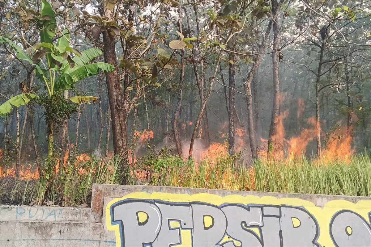 Kebakaran Kebun Jati di Kuningan Diduga Sengaja Ulah OTK