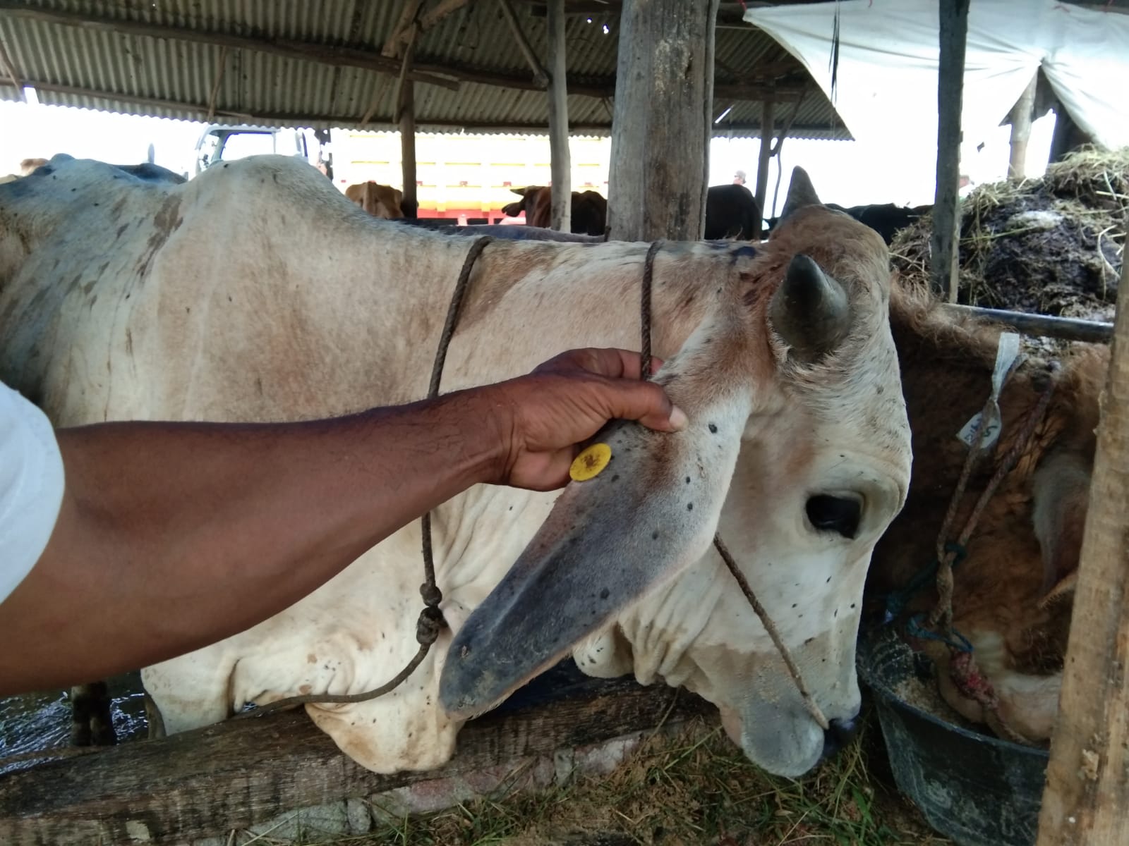 Mendekati Idul Adha, Peternak Waspadai Kasus Lumpy Skin Disease pada Hewan Ternak