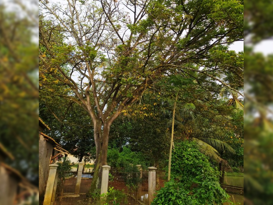 Pohon Saparantu Hanya Ada di 3 Daerah, Cirebon, Cianjur dan Banten, Hadiah Sultan Mataram