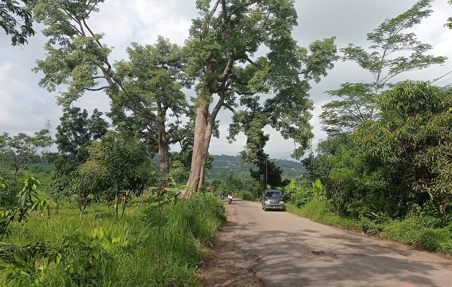 Dangdeur Beunghar, Pohon Keramat di Desa Kamarang Tingginya Tidak Pernah Bertambah