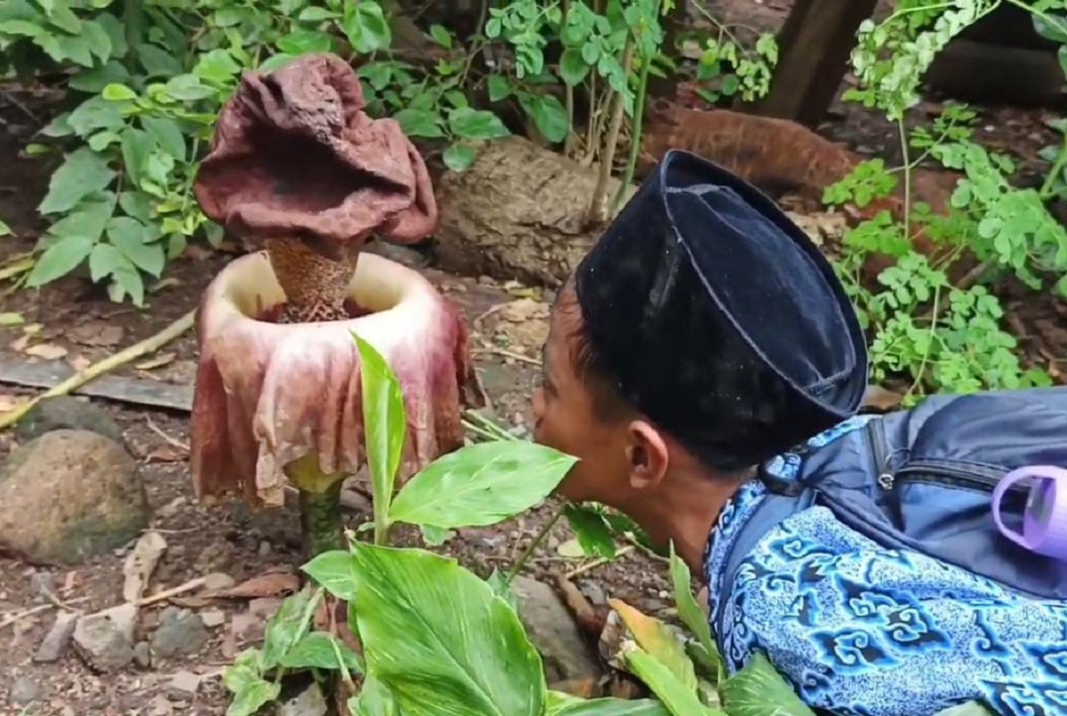 Bungai Bangkai Tumbuh di Dekat Makam Mbah Musa Desa Kubang Cirebon, Warga Heboh 