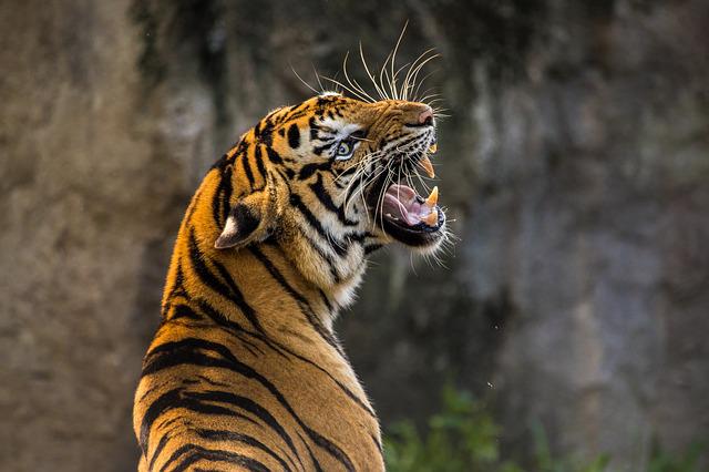Berdarah-darah, Ibu Selamatkan Anaknya dari Terkamanan Harimau