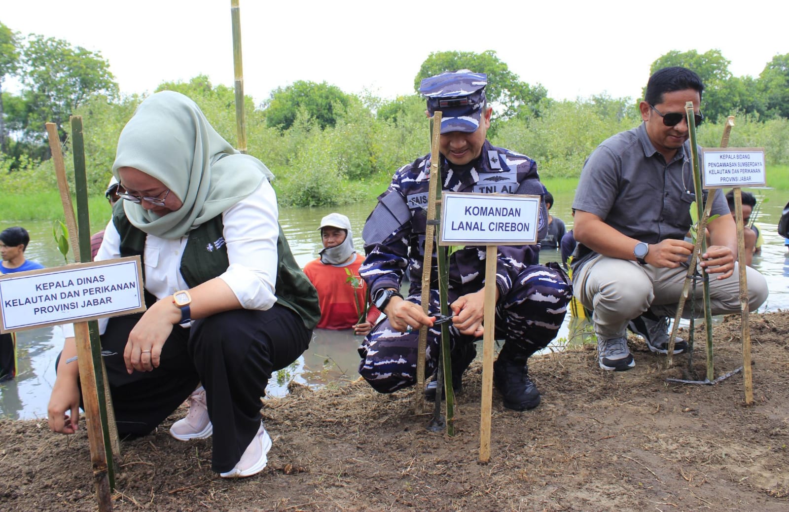 DKP Jabar dan TNI AL Tanam Mangrove di Bondet untuk Jaga Kelestarian Kawasan Pesisir