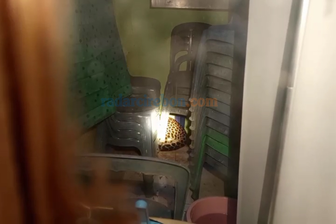 Nyasar! Macan Tutul Masuk Balai Desa Kutamandarakan Kuningan, Diduga Sudah 2 Hari Terjebak