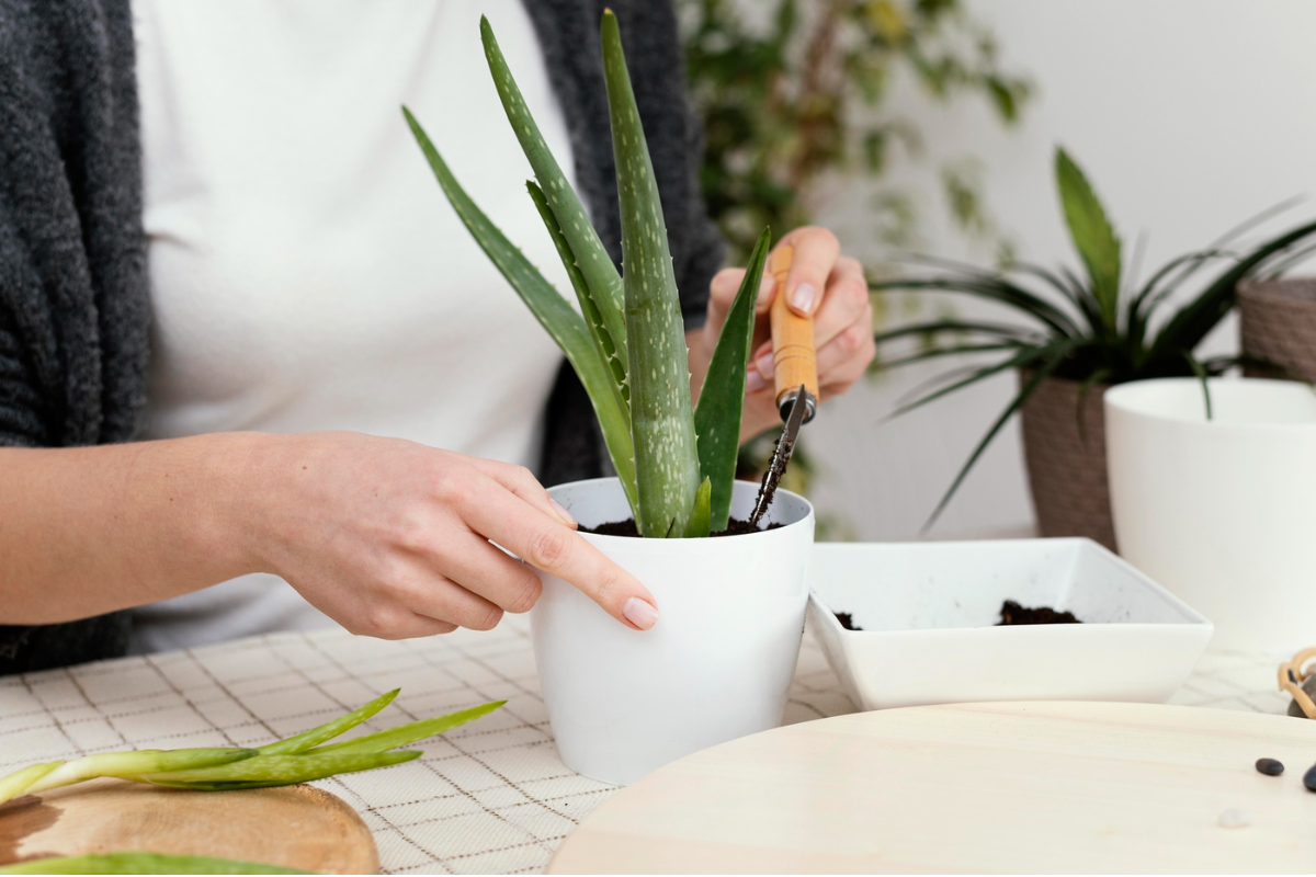 Tak Perlu Repot Merawatnya, 5 Sansevieria Ini Bikin Sudut Rumah Jadi Lebih Berkelas