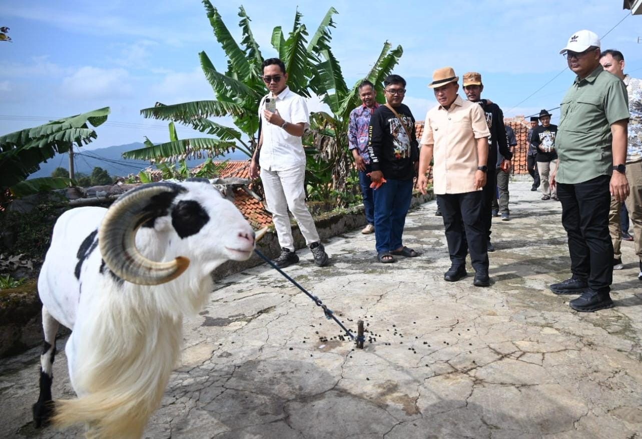 Terios 77, Domba Garut Milik Peternak Kuningan Berhasil Tembus Final Piala Presiden 2025