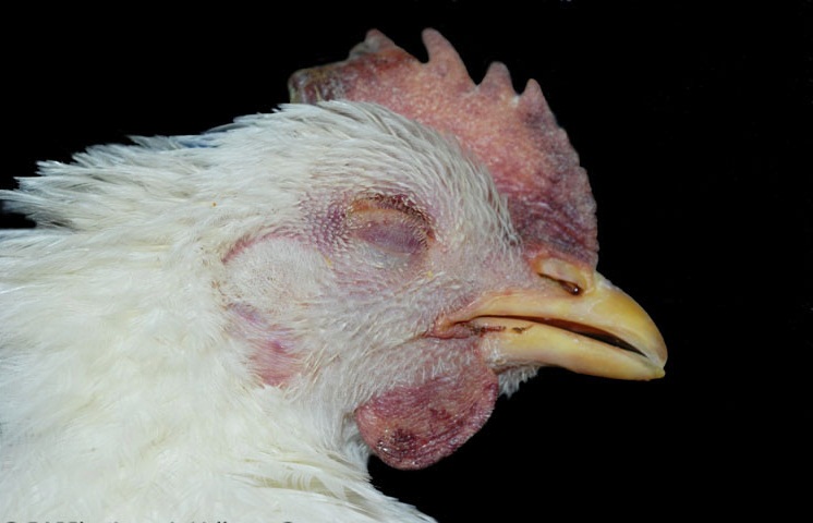 Kasus Flu Burung di Kota Cirebon, 700 Ekor Ayam Mati Mendadak di Argasunya