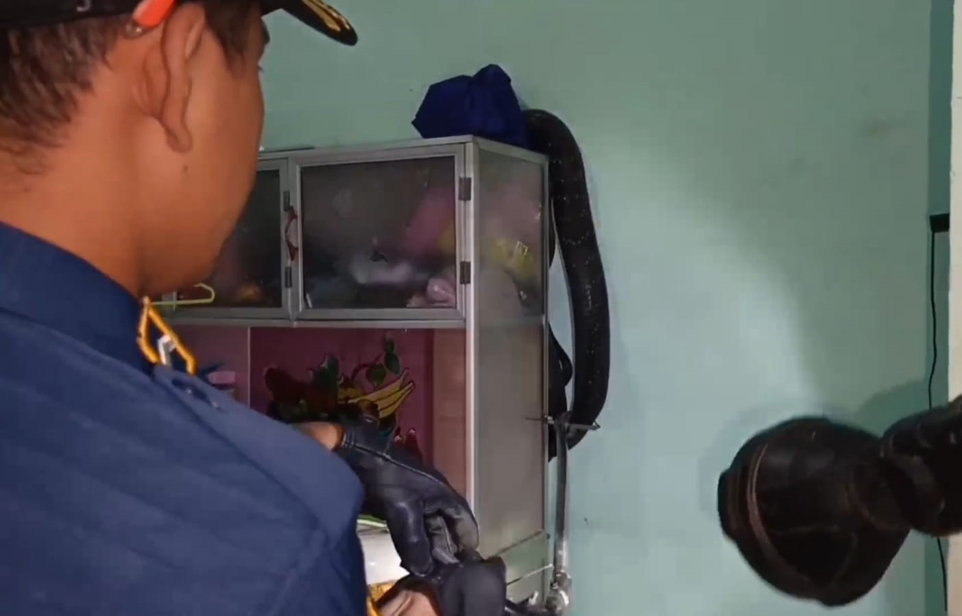 Di Kuningan, King Kobra 4,5 Meter Ngumpet di Rak Piring