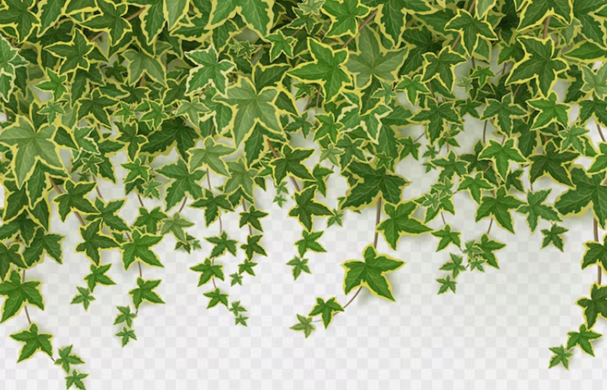 Bikin Dinding Lebih Indah Tapi Tetap Aman! Ini Dia 4 Jenis Tanaman Hias Merambat untuk Dekorasi Outdoor