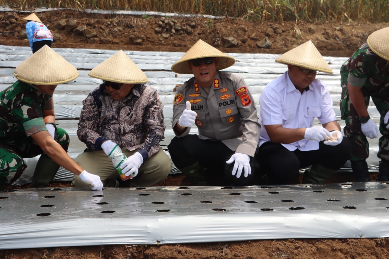 Bawang Putih Kuningan Mulai Ditanam, Panen 2,5 Ton Diproyeksikan Desember 2026