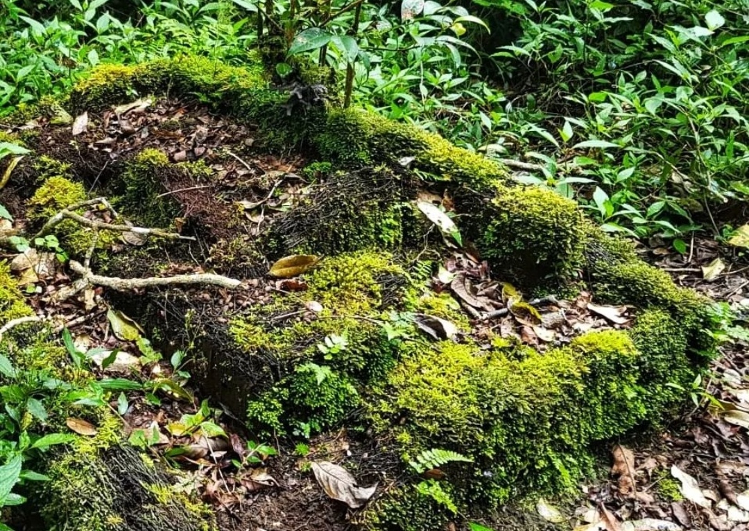 Situs Gunung Pucuk, Konon Makam Kuno Leluhur di Gunung Ciremai