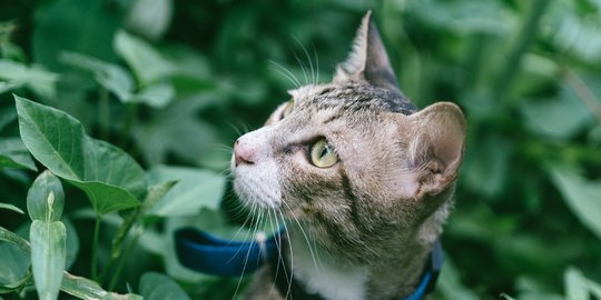 Ini Dia 7 Tanaman Pengusir Kucing, Mempunyai Aroma yang Sangat Menyengat Paling Tidak Disukai Oleh Anabul   