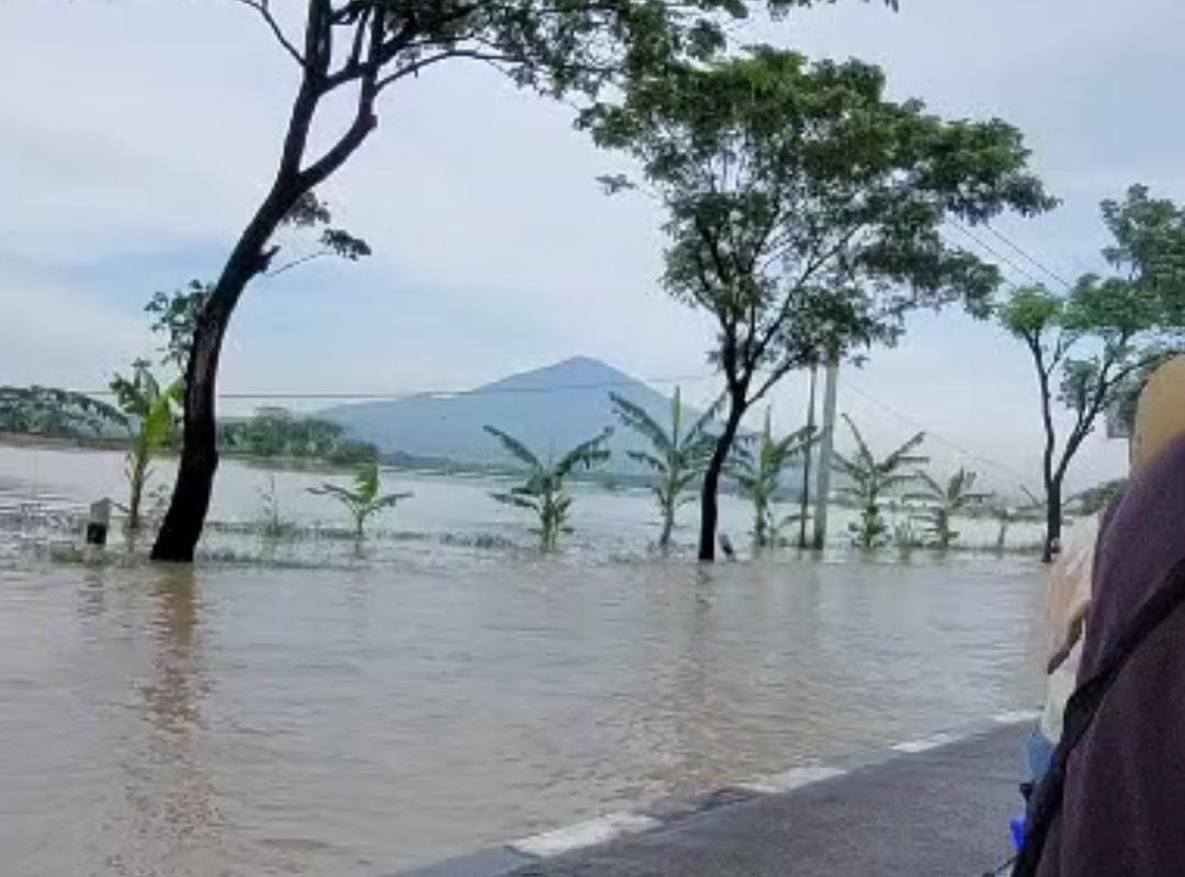 Hampir Seribu Hektar Lahan Pertanian Terendam Banjir 